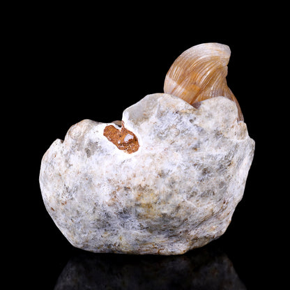 4.3" Chalcedony Hand Carved Crystal Squirrel Sculpture Crystallumi