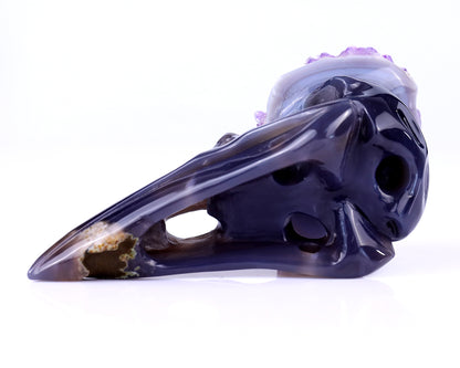 5.0" Amethyst Druse Agate Hand Carved Crystal Raven Skull Sculpture Crystallumi