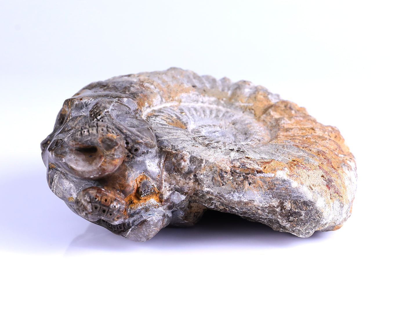 5.6" Foraminifera Fossil Hand Carved Crystal Octopus Skull Sculpture