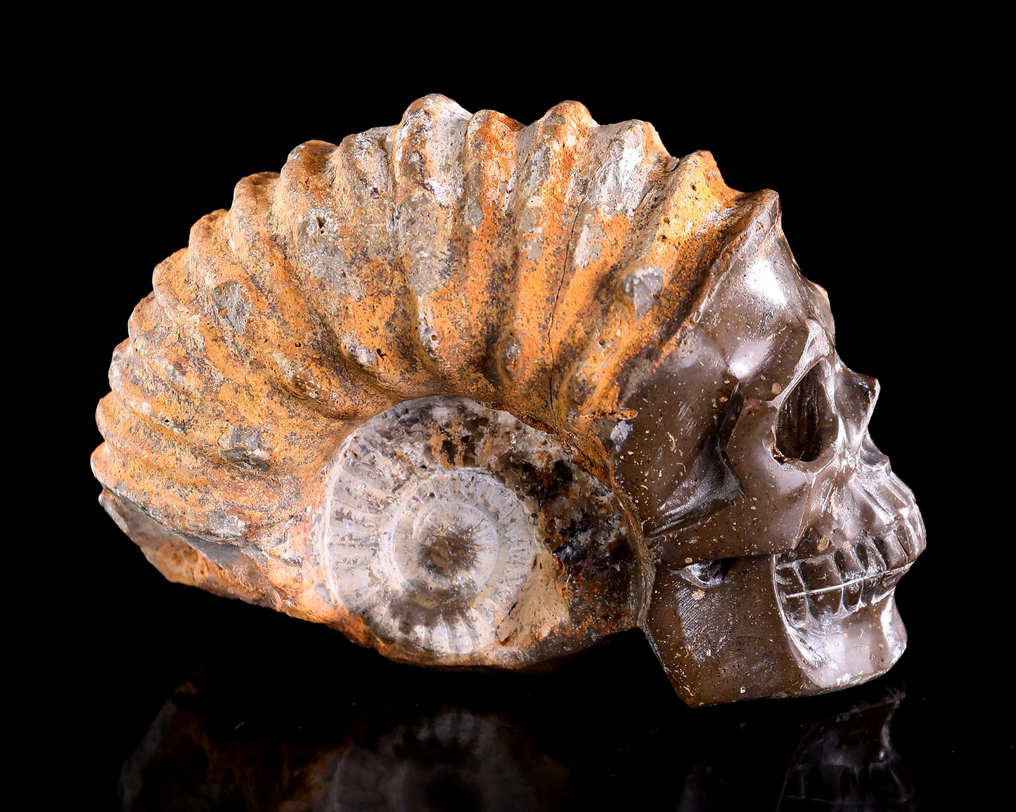 5.6" Foraminifera Fossil Hand Carved Crystal Skull Sculpture