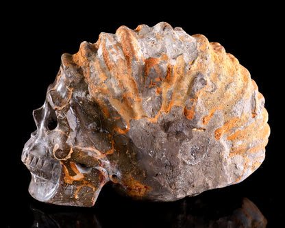 5.6" Foraminifera Fossil Hand Carved Crystal Skull Sculpture