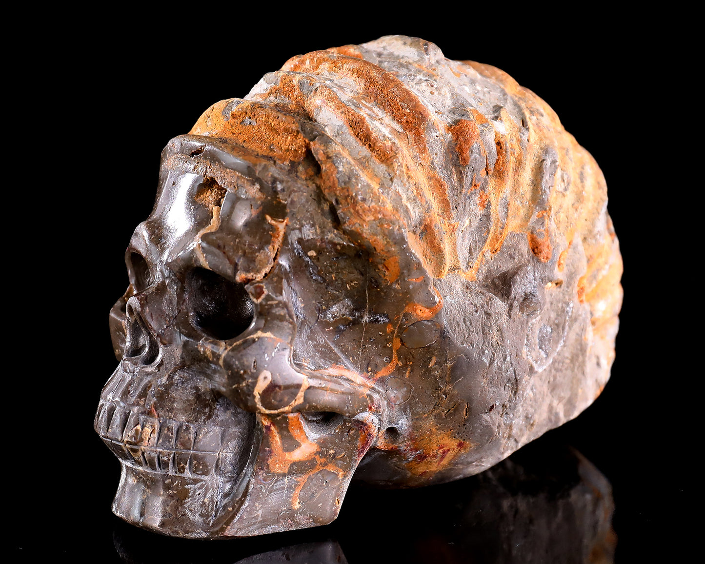 5.6" Foraminifera Fossil Hand Carved Crystal Skull Sculpture