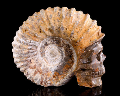 5.2" Foraminifera Fossil Hand Carved Crystal Skull Sculpture