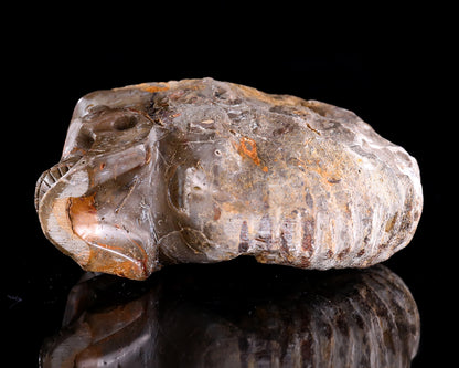 5.2" Foraminifera Fossil Hand Carved Crystal Skull Sculpture