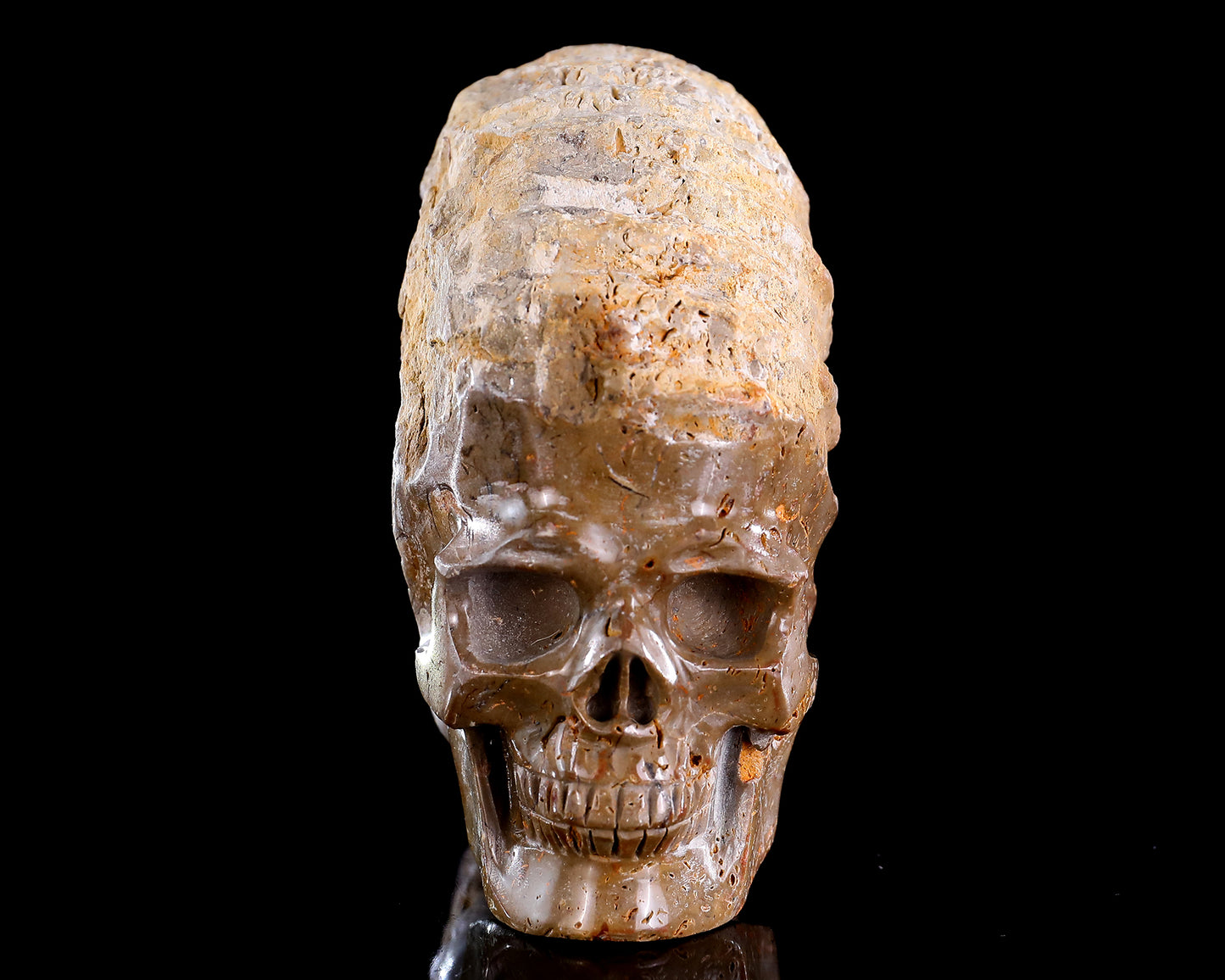 5.2" Foraminifera Fossil Hand Carved Crystal Skull Sculpture