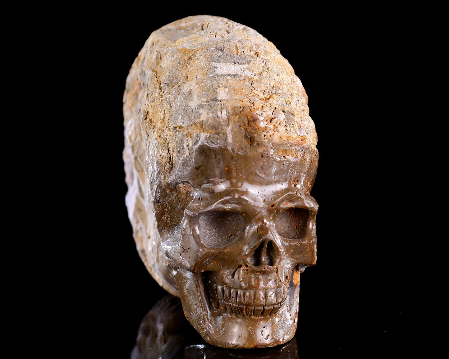 5.2" Foraminifera Fossil Hand Carved Crystal Skull Sculpture