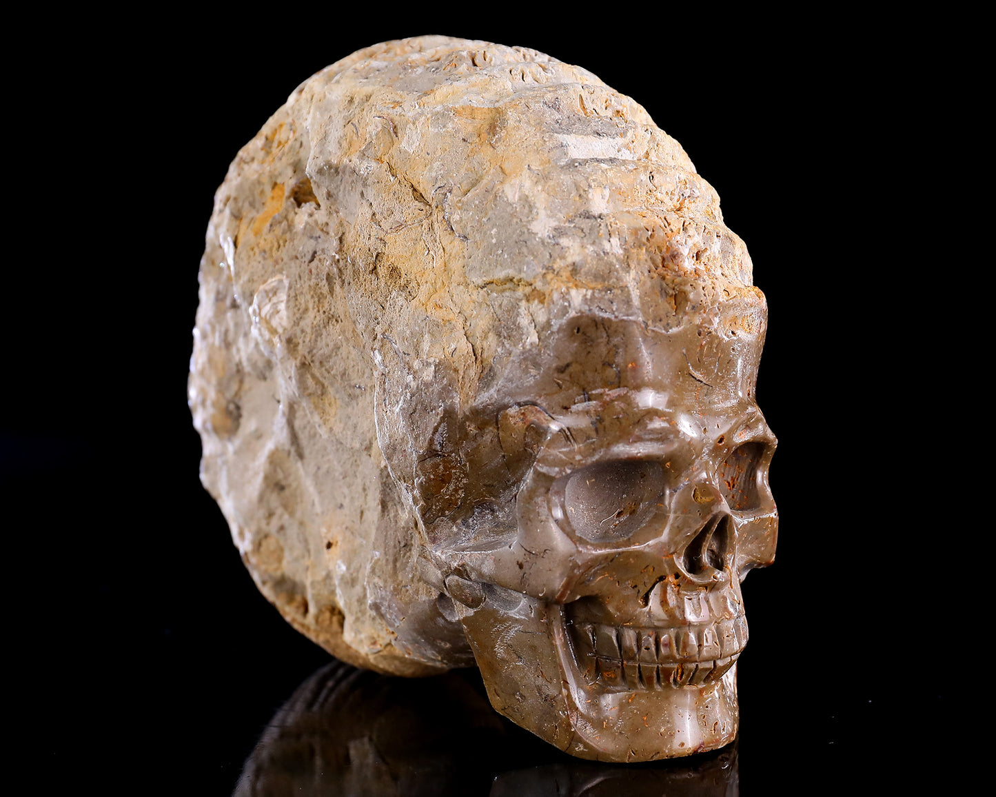 5.2" Foraminifera Fossil Hand Carved Crystal Skull Sculpture