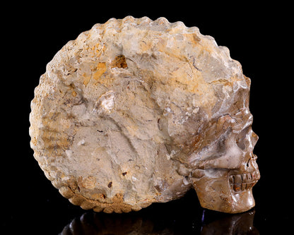 5.2" Foraminifera Fossil Hand Carved Crystal Skull Sculpture