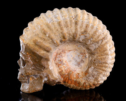 5.2" Foraminifera Fossil Hand Carved Crystal Skull Sculpture