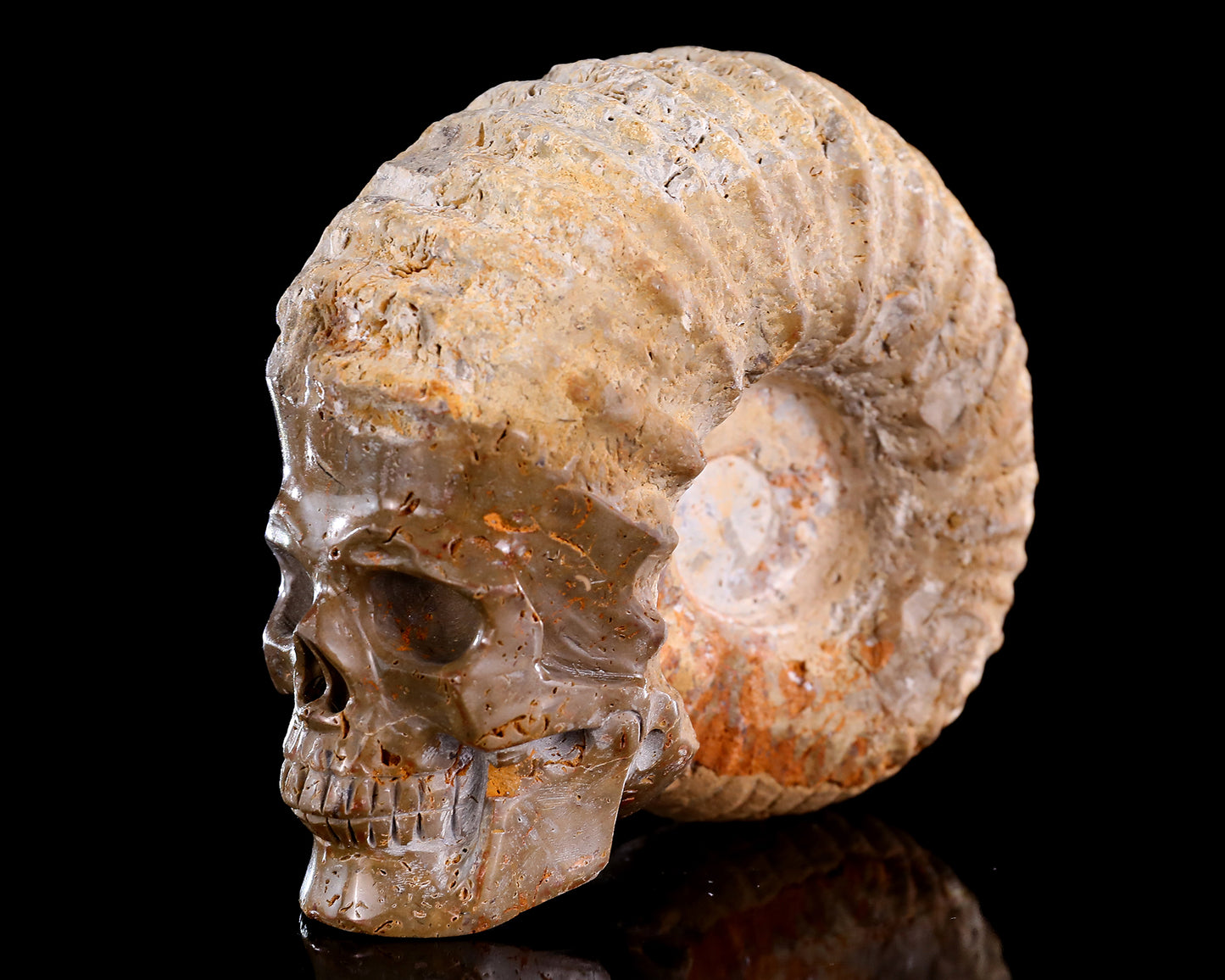 5.2" Foraminifera Fossil Hand Carved Crystal Skull Sculpture