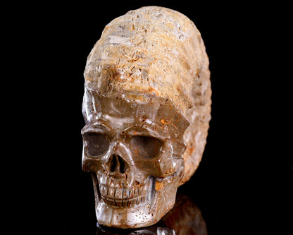 5.2" Foraminifera Fossil Hand Carved Crystal Skull Sculpture