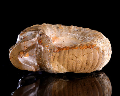 5.2" Foraminifera Fossil Hand Carved Crystal Skull Sculpture